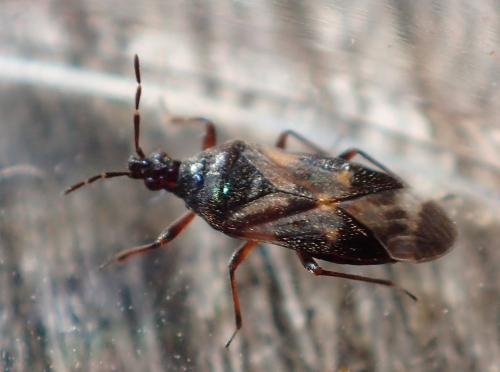 Réf. 209 227 : Anthocoris nemoralis